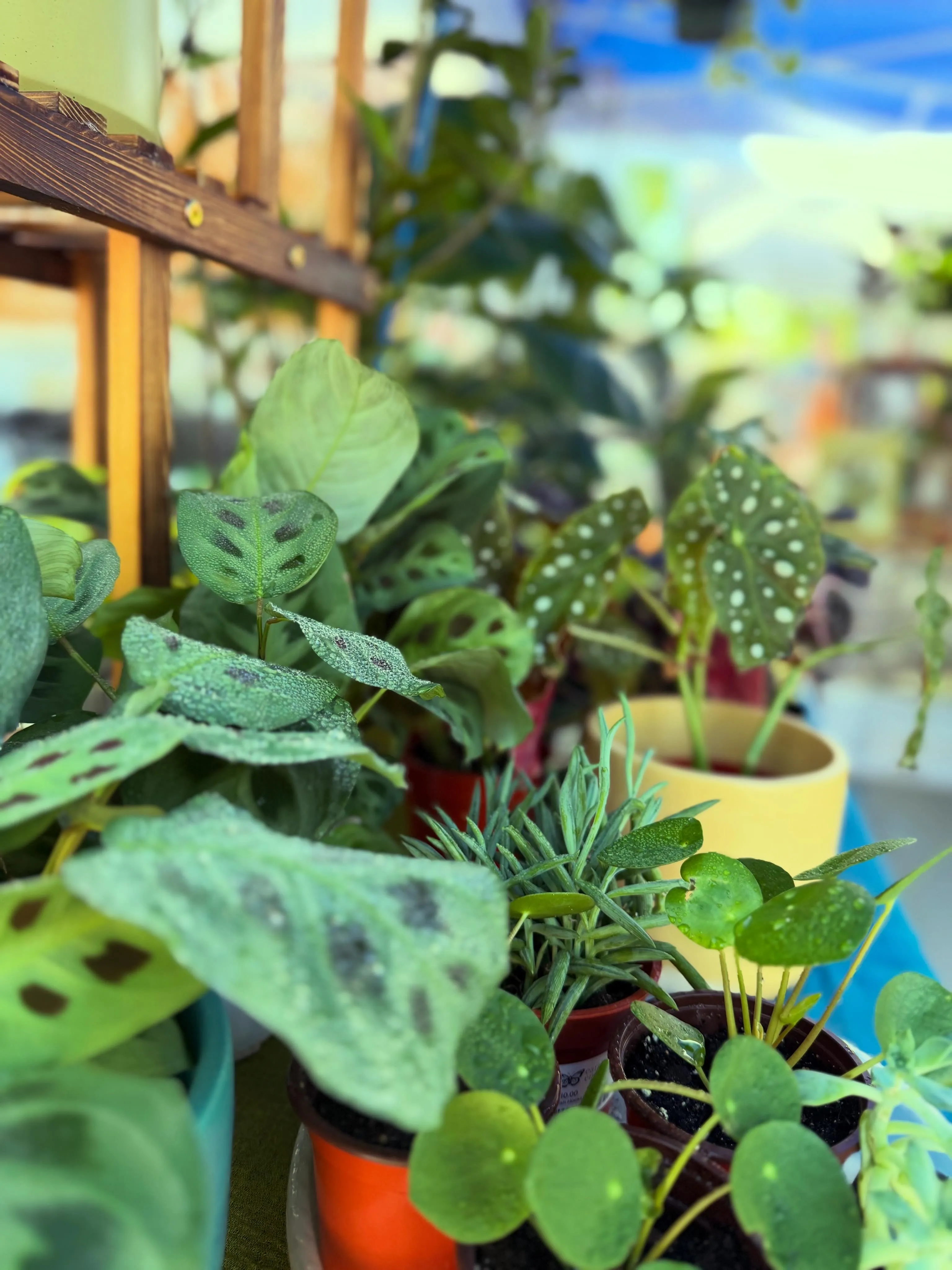 Colorful houseplants displayed at an outdoor farmers market