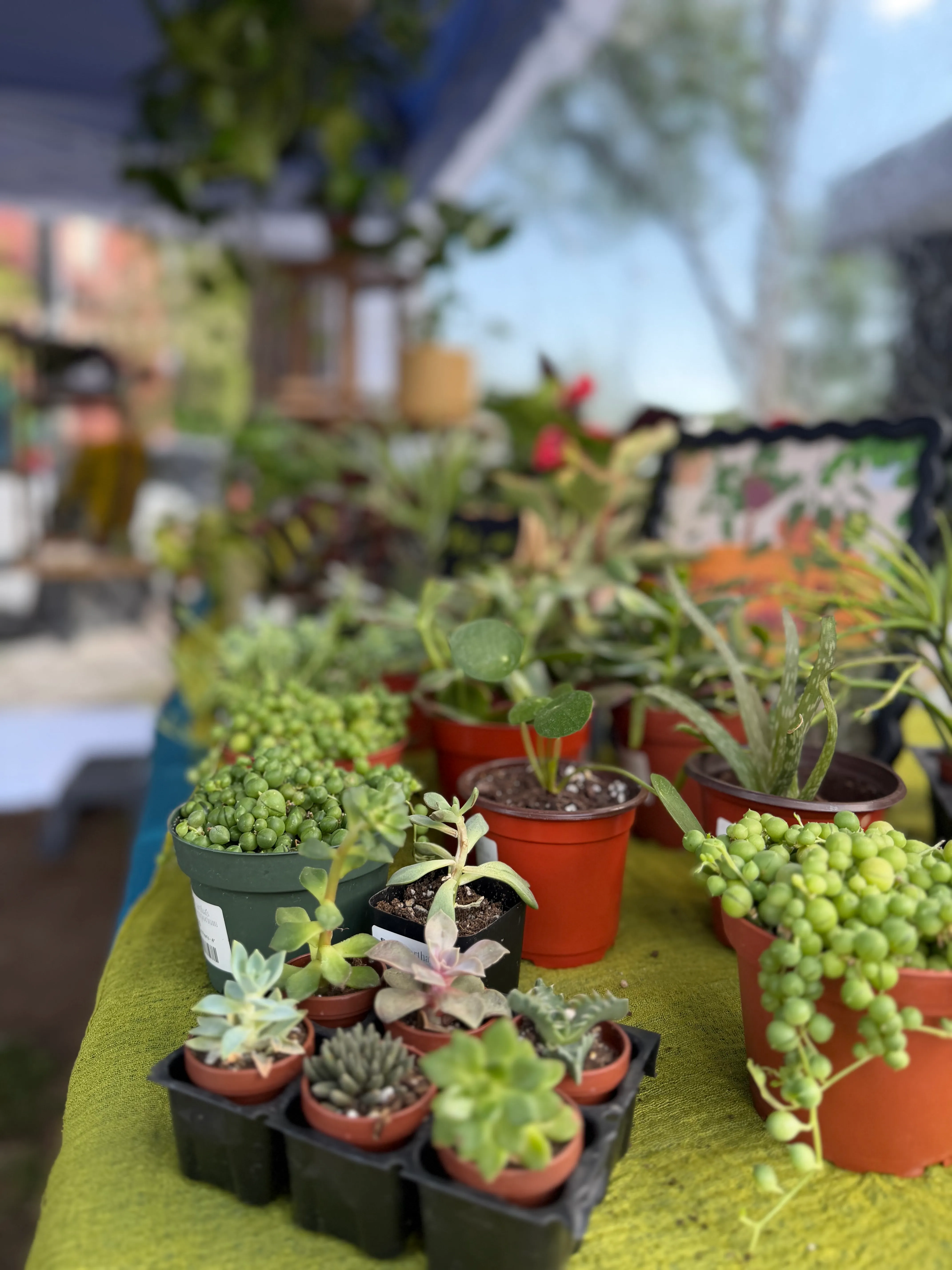 Market display of potted plants and greenery