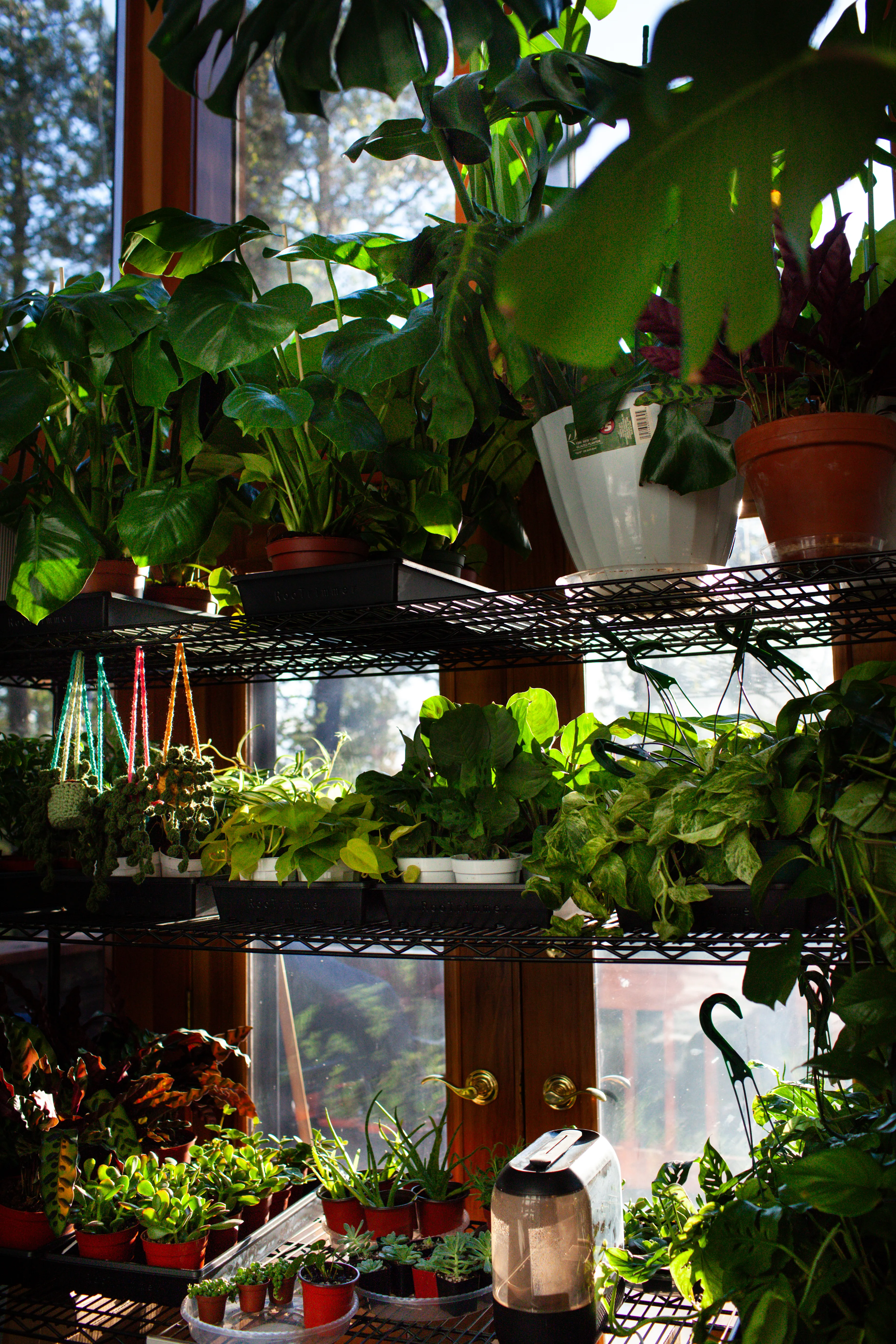 Tiered shelf display of monstera, pothos, succulents, and trailing plants
