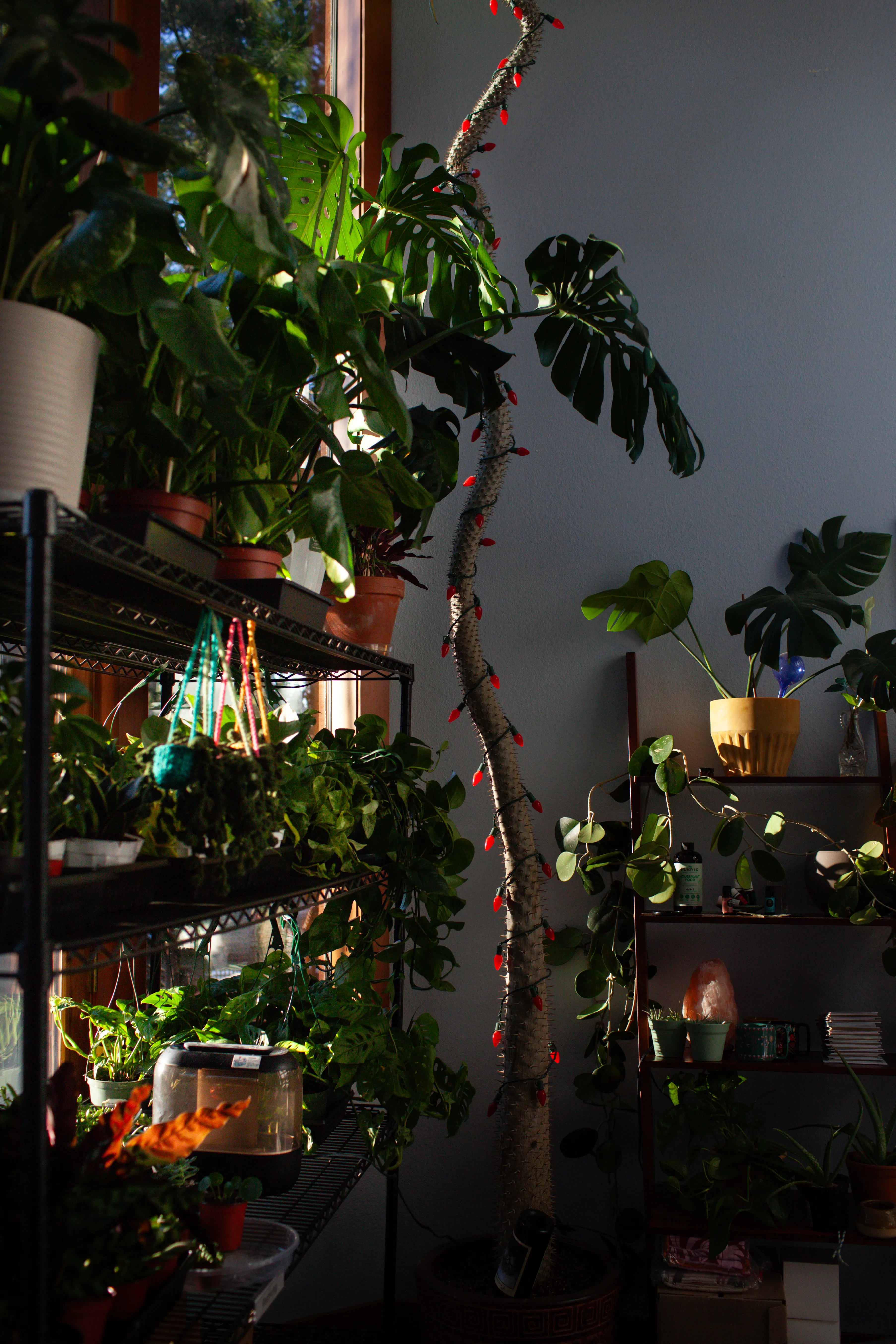 Cozy indoor space filled with houseplants, macramé hangers, and warm lighting